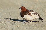 Willow Ptarmiganborder=